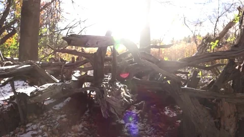 Fallen Tree- Slider shot Stock Footage 82795795