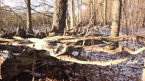 Fallen Tree- Slider shot Stock Footage 82795808