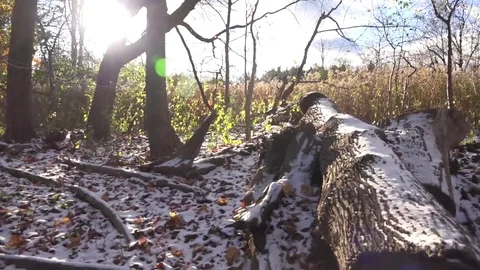 Fallen Tree- Slider shot Stock Footage 82795819