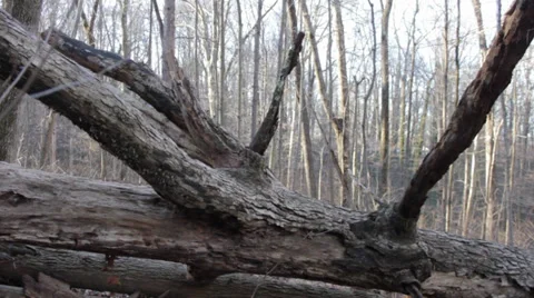 Fallen Tree (Sliding shot) Video stock 34259710