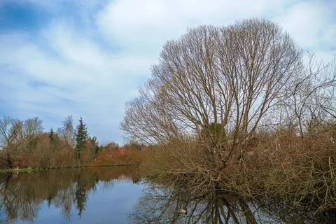 Fallen tree on a small lake Stock Photos