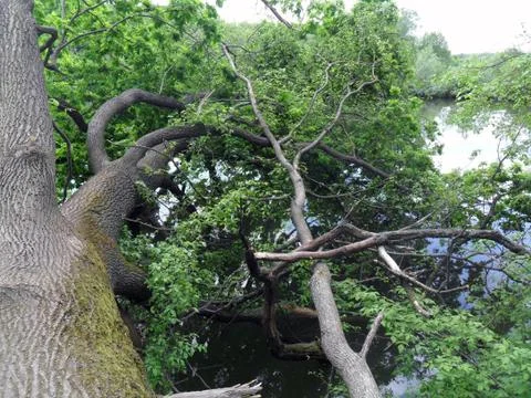 Fallen tree by small river Vorskla, summer, Poltava, Ukraine Stock Photos