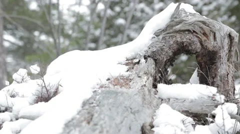 Fallen Tree Snow Covered Northern Ontario Stock Footage 52551227