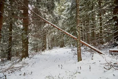 Fallen tree in snowy forest Stock Photos
