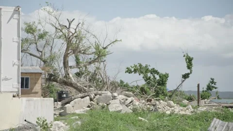 Fallen tree on the south coast of Jamaica Stock Footage 340820862