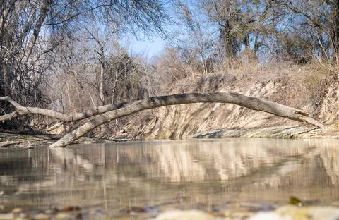 Fallen tree spanning a creek Foto stock