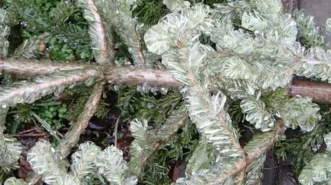 Fallen tree spruce in ice Stock Footage 53232410