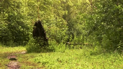 Fallen tree on Stampersplaat (Grevelingermeer) Stockbeeldmateriaal 254548798