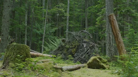 Fallen tree from storm covered with moss in Mt Hood National Forest Oregon Видео 232082745