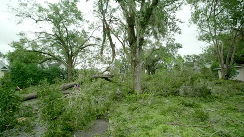 Fallen tree in the streets of Florida after Hurricane Irma Stock Footage 80340505