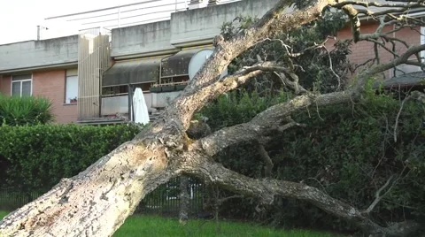 A fallen tree to the strong wind Video stock 66656622