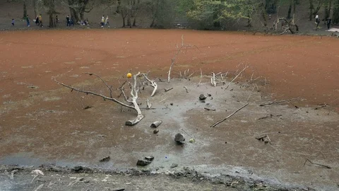 A fallen tree stuck in a red beautiful lagoon in the middle of a forest Stock Footage 97034046