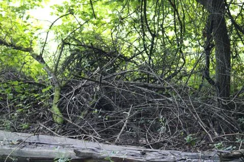 Fallen Tree stump in the forest Stock Photos