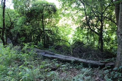 Fallen Tree stump in the forest Stock Photos