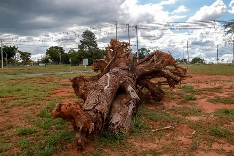 A Fallen Tree Stump in an urban area Stock Photos