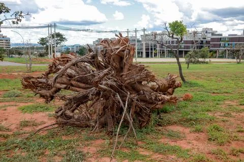 A Fallen Tree Stump in an urban area Stock Photos