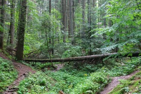 Fallen tree in summer forest Stock Photos