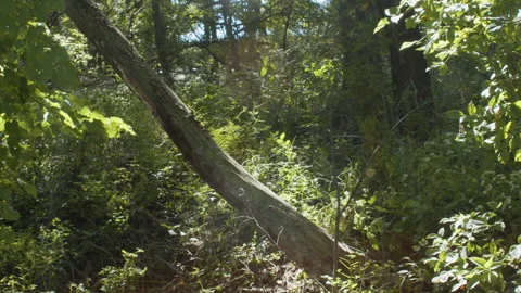 Fallen Tree in a Sunny Forest Stock Footage 155013904