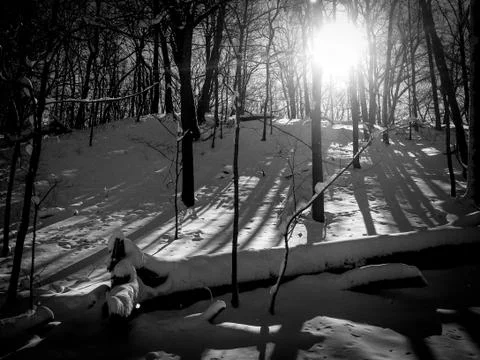 Fallen tree at sunrise Stock Photos