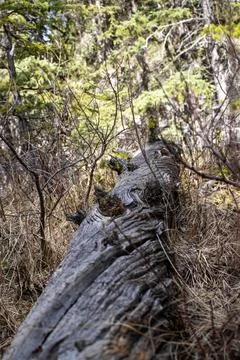 Fallen Tree Surrounded by Greenery Stock Photos