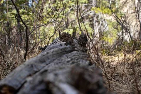 Fallen Tree Surrounded by Greenery Stock Photos