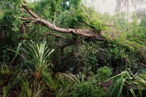 Fallen tree surrounded by lush green vegetation Stock Photos