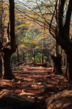 Fallen tree surrounded by trees in the forest in autumn Foto stock