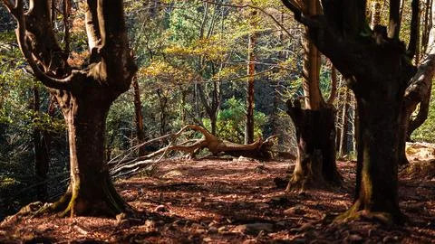 Fallen tree surrounded by trees in the forest in autumn Foto stock