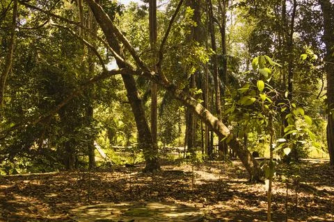 Fallen tree surrounded by young saplings in a dense forest. Stock Photos