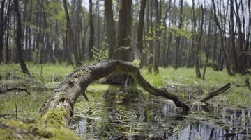 Fallen tree in the swamp, dolly Stock Footage 86061048