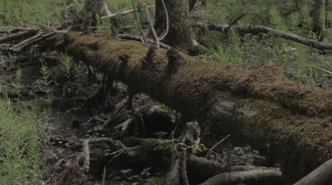 Fallen tree in a swamp Stock Footage 40018559