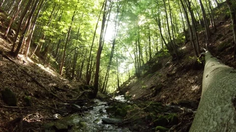 Fallen Tree Throw Over Mountainous Stream in Forest Stock Footage 66575878