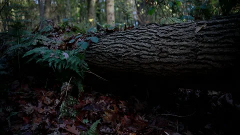 Fallen tree timelapse Stock Footage 143733694