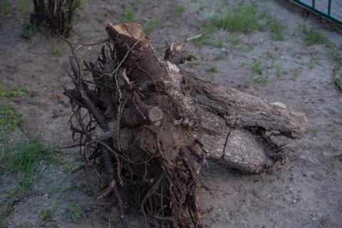 Fallen tree. Torn tree root. a torn tree with roots from under the ground lie Stock Photos