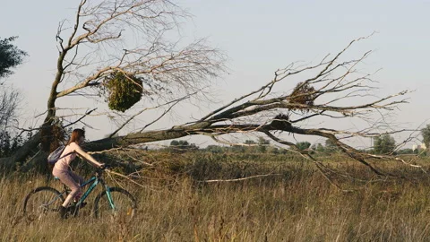 Fallen tree. The tree fell after a hurricane. Video stock 115363502