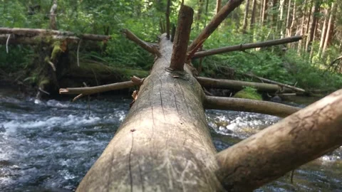 Fallen tree trunk across a river or stream in the forest. Nature destroyed b Stock Footage 246681085