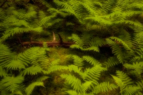 A fallen tree trunk amid thick moss and a luxuriant patch of early Summer Cinnam Stock Photos