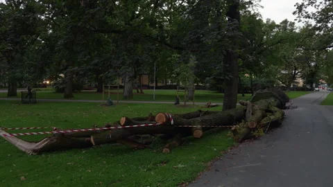 Fallen tree trunk and cut logs beside park sidewalk under caution tape after Stock Footage 344975097
