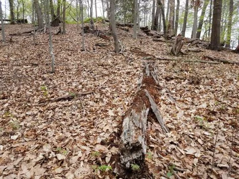 Fallen tree trunk and leaves in forest or woods Stock Photos