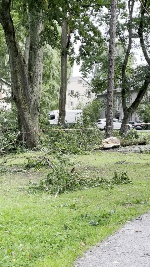 Fallen Tree Trunk and Scattered Branches in Urban Park, Vertical Video Stock Footage 345043131