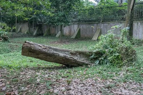Fallen Tree Trunk and Stump on a Forest Floor Photos