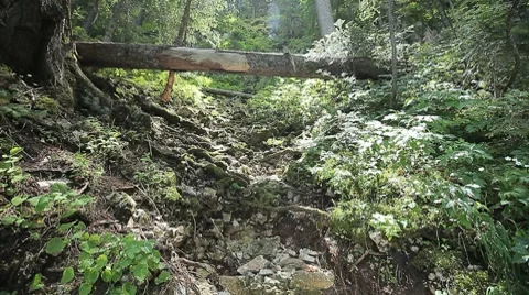 Fallen tree trunk and tree roots braking through to the ground Stock Footage 8555728