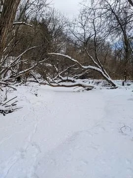 Fallen Tree Trunk Arcing Over A Frozen Snow Covered Stream In Winter Forest Stock Photos