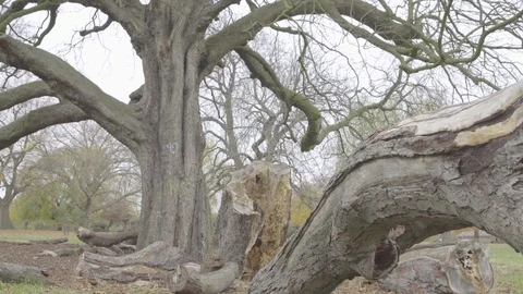 Fallen tree trunk besides a bare tree Stock Footage 87161542