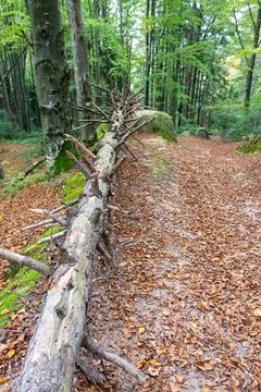 Fallen Tree Trunk Blocking Forest Path in Autumn Stock Photos