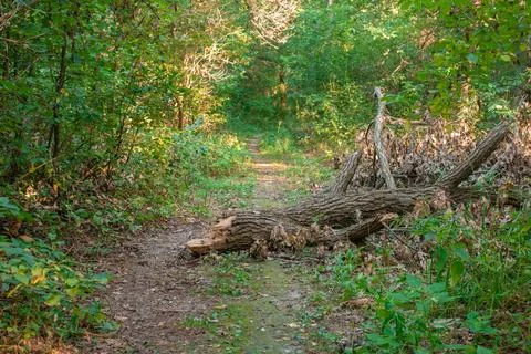 Fallen Tree Trunk Blocking a Narrow Pathway in Green Forest Stock Photos