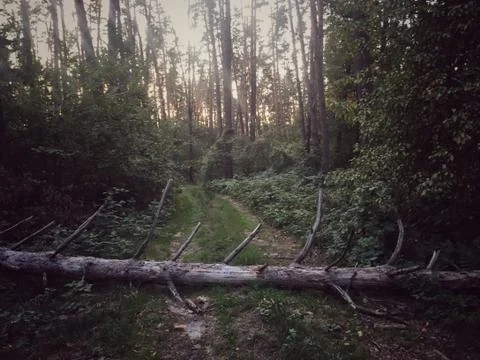 Fallen tree trunk blocking the path in forest Stock Photos