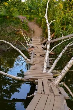 Fallen tree trunk as a bridge over a river in green forest Stock Photos