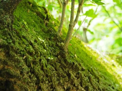 Fallen Tree Trunk Closeup With Moss Stock Photos