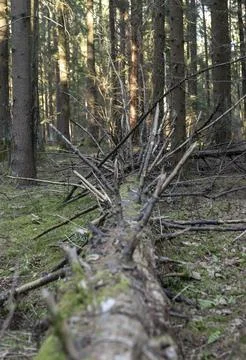 Fallen tree trunk in a conifer forest. Mossy deadwood lies among standing tre Stock Photos